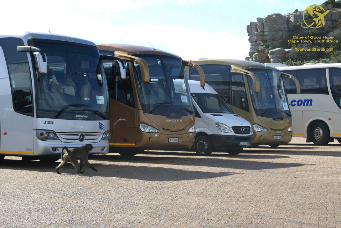 monkey_south_africa YouFoundSarah