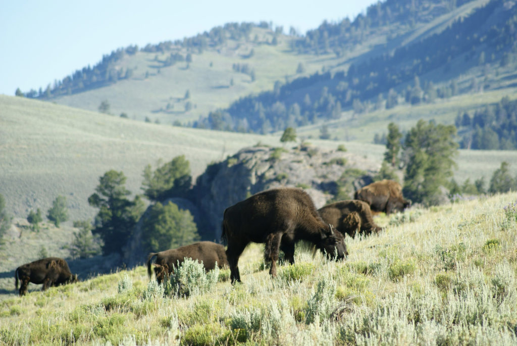 Think you need a week to enjoy Yellowstone? You'd be surprised!