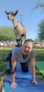 Goat on back during goat yoga