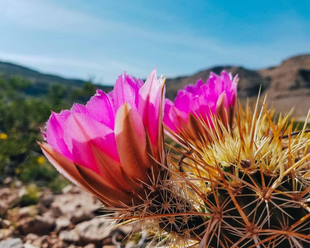 Desert Flower Cactus Las Vegas