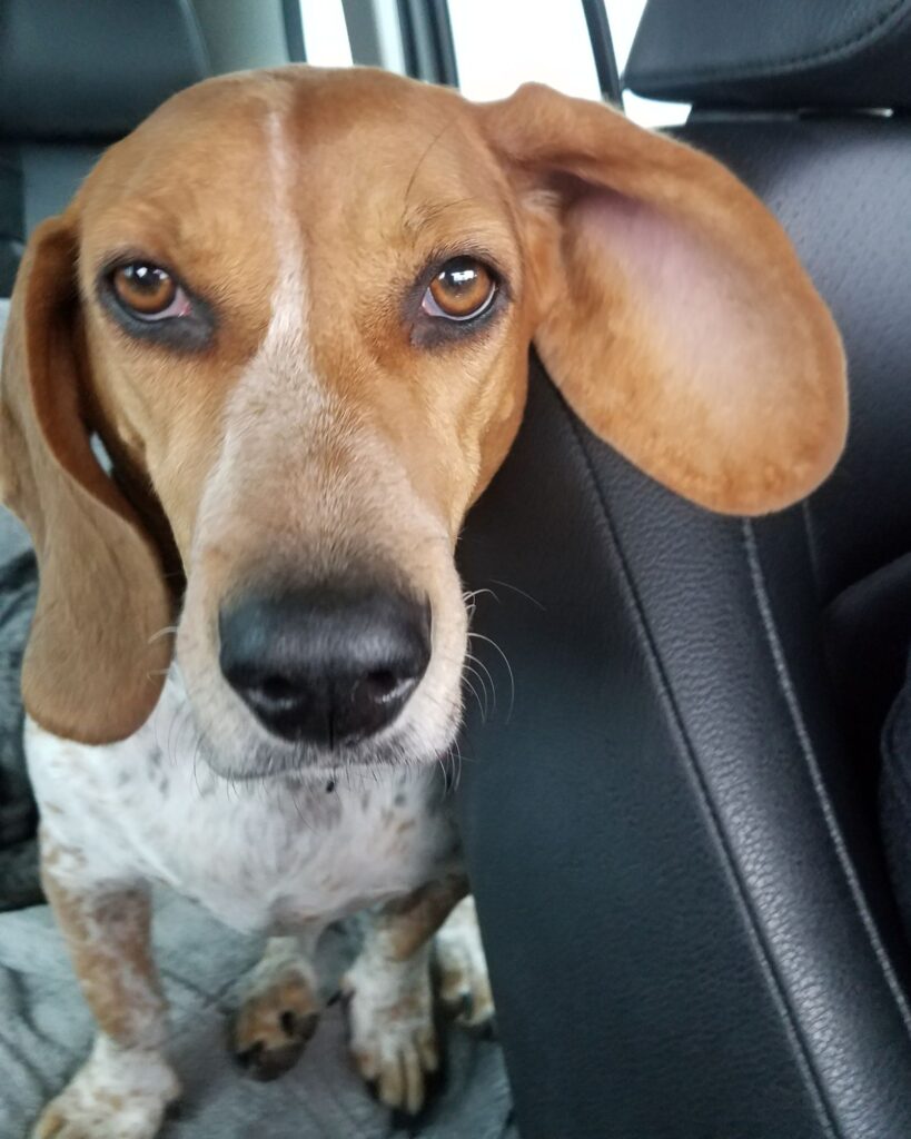 beagle basset car ear dog