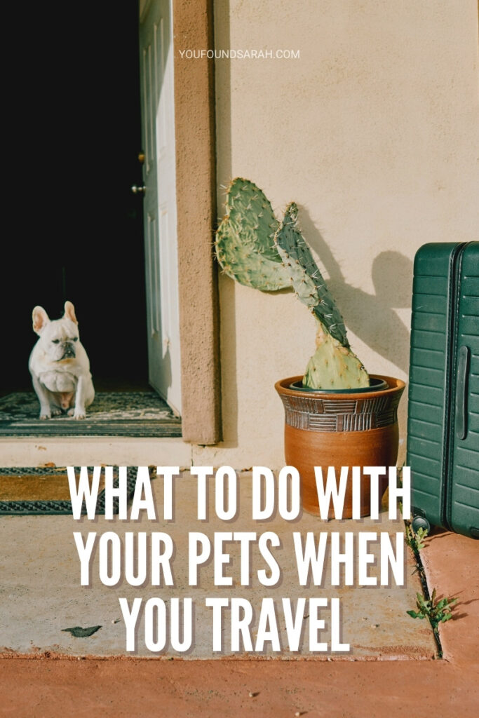 Pets travel suitcase dog
