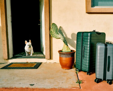 dog suitcase travel