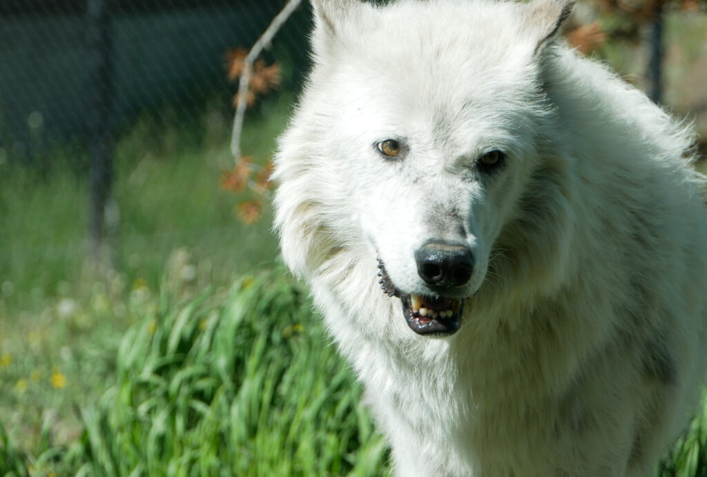 White wolf at West Yellowstone's Grizzly and Wolf Discovery Center