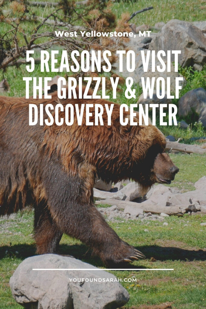 5 Reasons to Visit the Grizzly and Wolf Discovery Center in West Yellowstone, MT