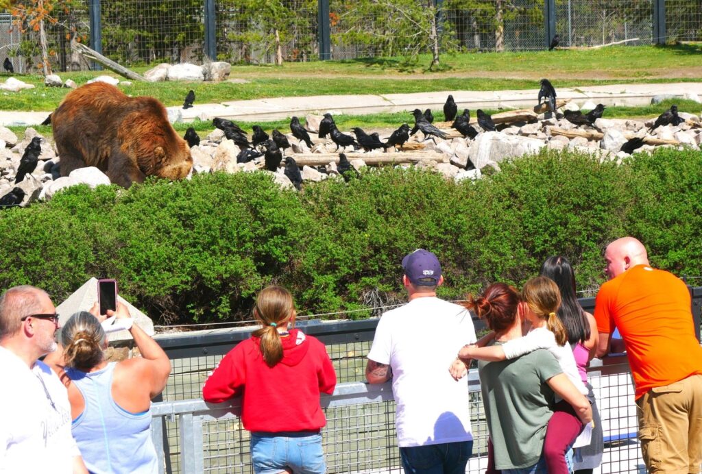 Kids can safely feed the bears at Grizzly and Wolf Discovery Center