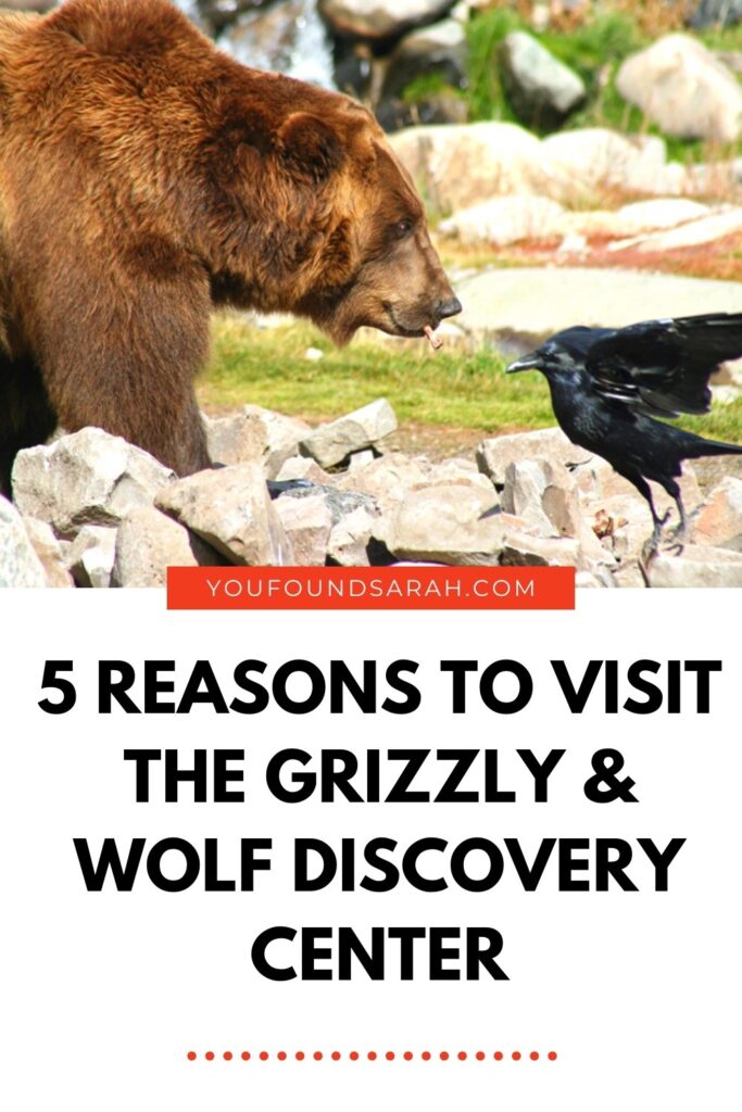 The Grizzly and Wolf Discovery Center is located in West Yellowstone, Montana and is perched right at the gate of Yellowstone National Park. More educational animal sanctuary than zoo, it's a must see in the touristy town! For more travel tips and inspiration, head to www.youfoundsarah.com #Yellowstone #YellowstoneNationalPark #WestYellowstone #RoadTrip