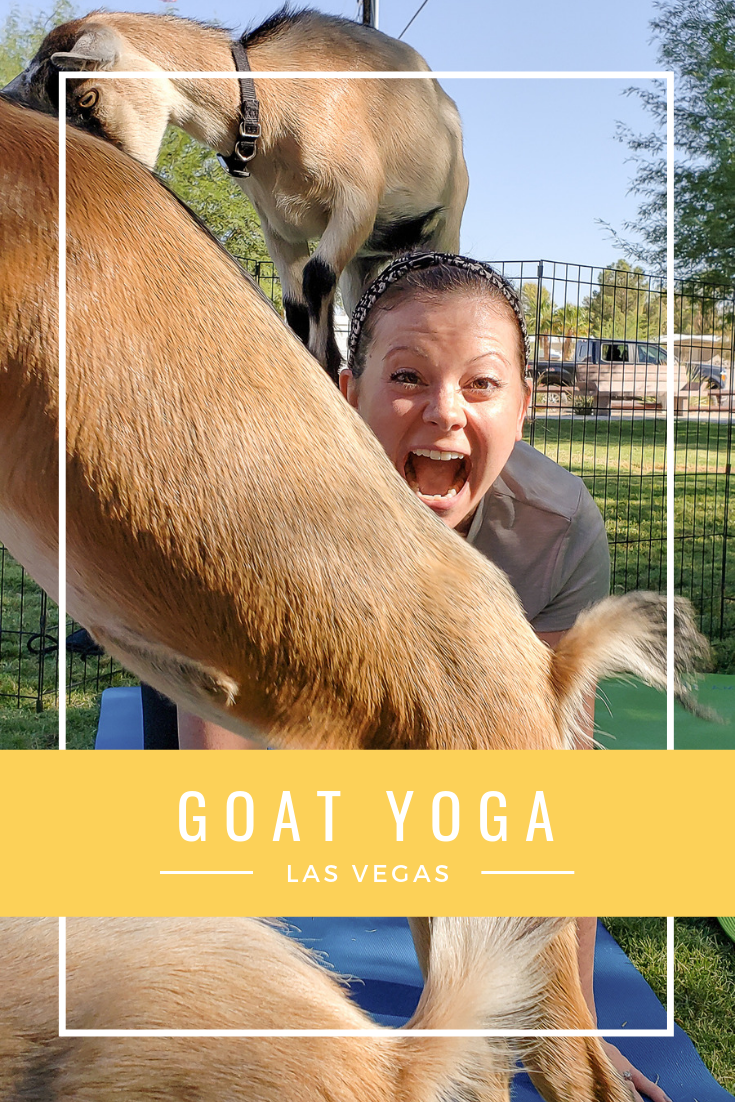 Goat Yoga Las Vegas