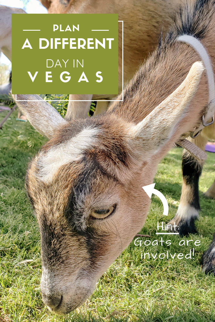 Goat Yoga Las Vegas